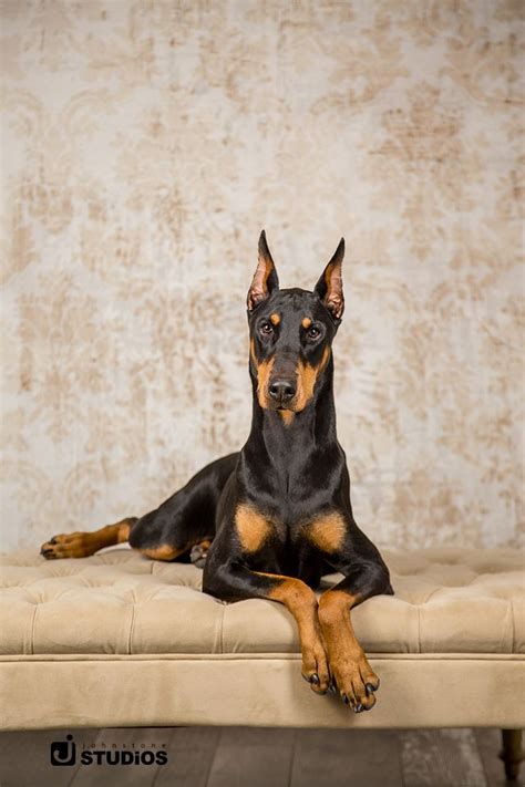 Gorgeous Pet Portrait Beautiful Regal Doberman Dog Photos Animal