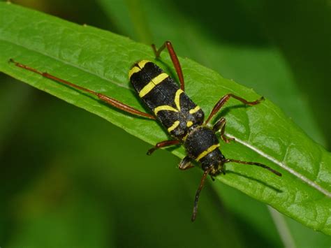 wasp beetle naturespot
