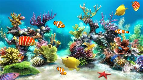 Tropical Fish Background