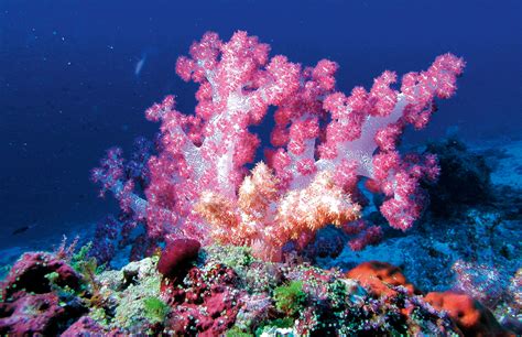 The Worlds Best Coral Reefs At Tsarabanjina And Moofushi