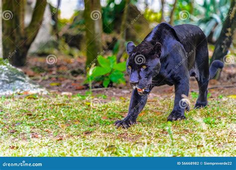 Black Panther Panthera Pardus Pair Mating Royalty Free Stock
