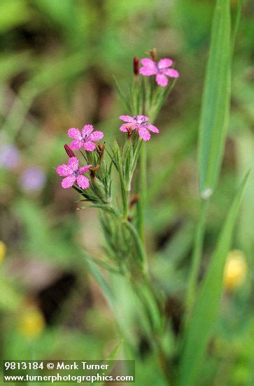 Dianthus Armeria Deptford Pink Wildflowers Of The Pacific Northwest