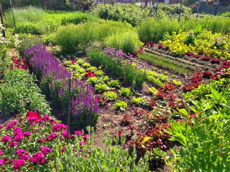Pratiquer l'association de cultures dans un jardin - Mon jardin d'idées