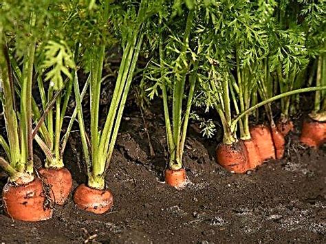 Plantar Zanahorias Sin Adelgazar Video Cultivo De Vegetales My Xxx Hot Girl