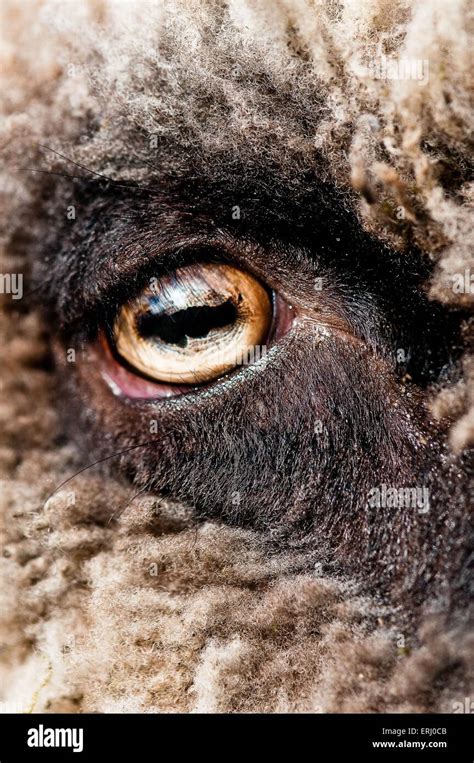 Sheep Eye Stock Photo Alamy