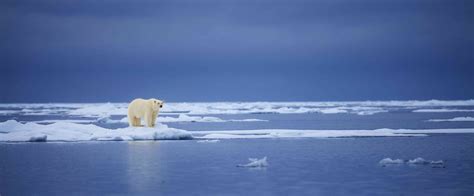 Polar Bears Need More Food Than We Thought