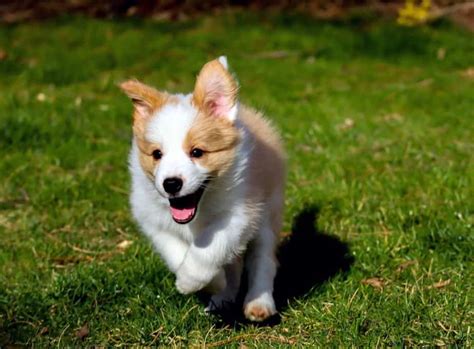 At this newborn stage, breast milk or formula meets every nutritional need for health and development. Corgi Puppy Sleeps a Lot: What You Need to Know | HoundGames