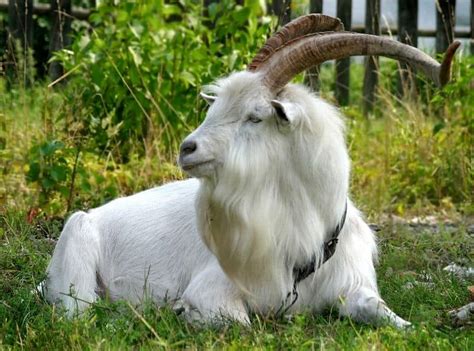 Best Goats For Grazing Farm Animal Pet