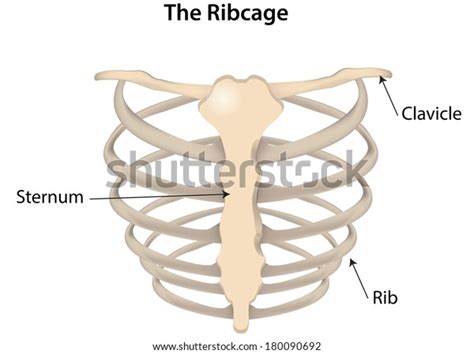 Rib Cage Anatomy Labeled Encrypted Tbn0 Gstatic Com Images Q