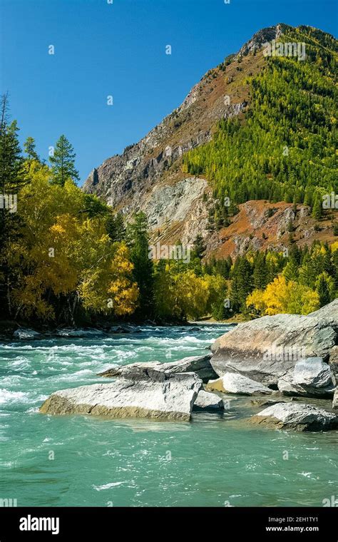 The Mountain River Flows Over The Rocks The Rivers Are Altai Nature