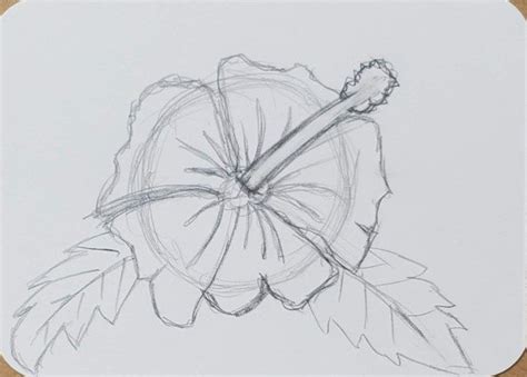 How To Draw A Hibiscus Flower Drawing Tutorial Art By Ro