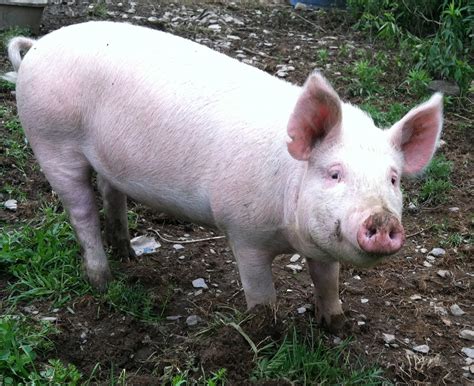 Free Photo Pig In Farm Agriculture Hog Snout Free Download Jooinn