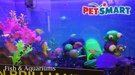 Petsmart Tropical Fish And Fish Tanks Youtube