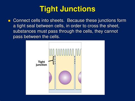 The Different Types Of Cell Junctions We Are Eaton