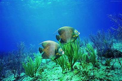 Underwater Wallpapers Fish Desktop Backgrounds Ocean Sea