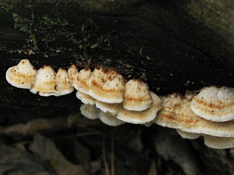 Postia Lateritia