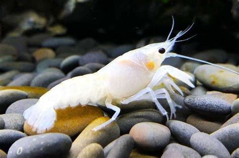 White Crayfish To Inches Goodjoseph Live Fish Store