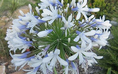Queen mum — elizabeth bowes lyon pour les articles homonymes, voir. Queen Mum Agapanthus - 2 Gallon - Tropical, Perennial ...