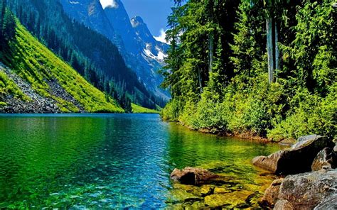 Nature Landscape Clear Mountain River Stone Pine Forest