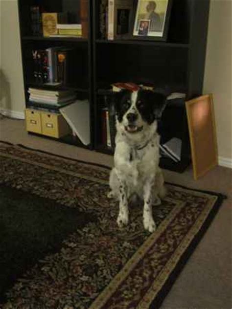 english setter collie pictures