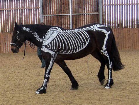 Skeleton Horse By Wildflower789 On Deviantart