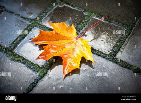 Orange Autumn Maple Leaf Over Wet Paving Stones Background With Copy