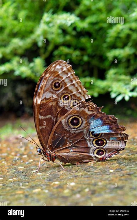 Peleides Blue Morpho Butterfly Underside Morpho Peleides Stock