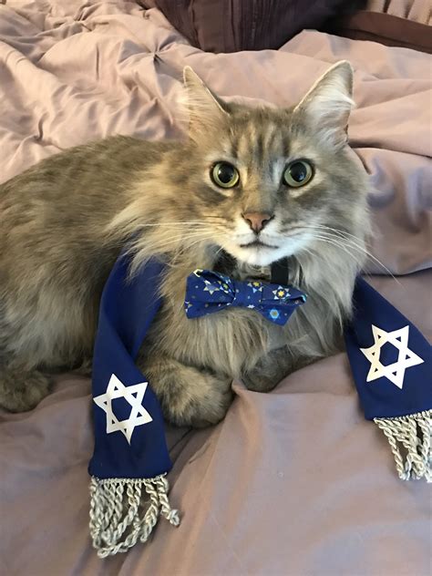 Jew Cat