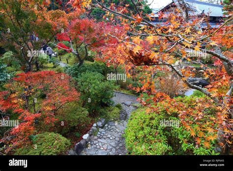 Autumn Foliage Moss Garden In Japan Red Momiji Leaves Maple Tree In