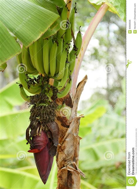 Banana Blossom And Fruits On A Banana Tree Stock Photo Image Of Trees