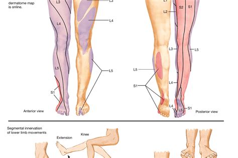 Lower Limb Dermatomes Core Anatomy Frcem Primary Porn Sex Picture