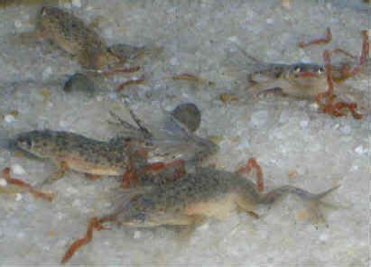 See full list on myfroggycam.com African Dwarf Frog Housing and Feeding | Dwarf frogs, Frog ...
