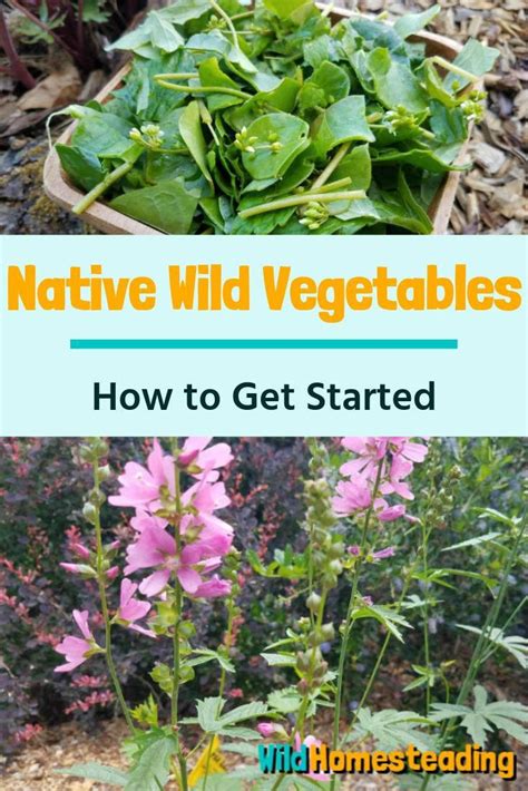 How To Get Started With Native Wild Vegetables Growing With Nature
