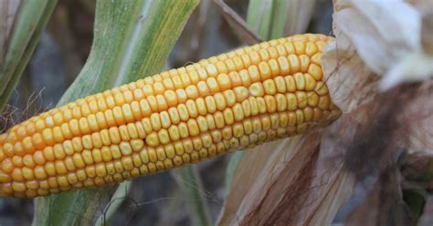 Nebraska Corn Kernels Nebraska Corn Rated 74 Good Or Better