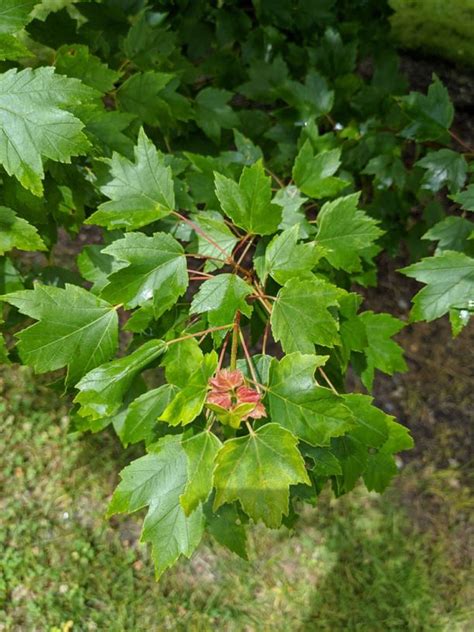 Acer Rubrum Sun Valley Sun Valley Red Maple The Dawes Arboretum