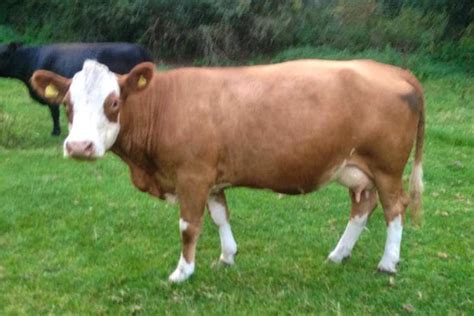 30 Simmental Aberdeen Angus Hereford Cross In Calf Breeding Cows With
