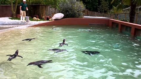 Zoo santo inácio | 772 seguidores no linkedin. Alimentação dos Pinguins @ Zoo Santo Inácio - YouTube