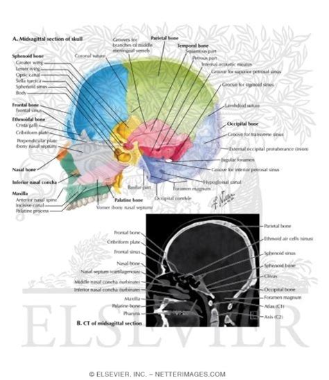 Skull Midsagittal Section