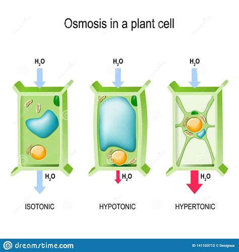 Plants and animals are made up of millions of cells and these cells have several similarities and they take in water molecules by osmosis and easily bursts when placed in hypotonic solution because of the lack of a cell wall. Osmosis in a plant cell stock vector. Illustration of ...