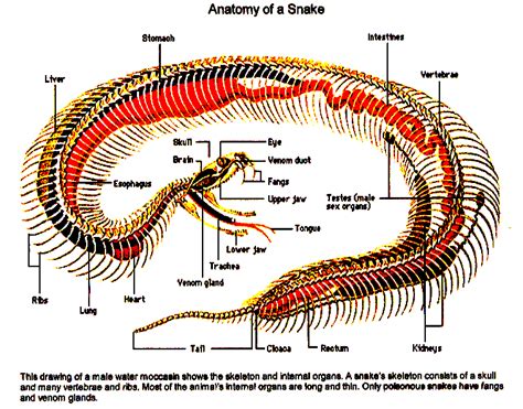 The Anatomy Of A Snake Mike Cosgraves Weblog