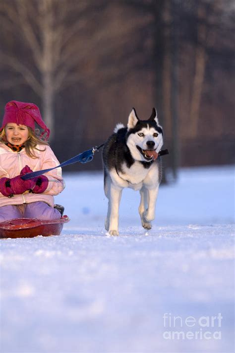Siberian Husky Puppy Pulling Young Girl On Sled Photograph