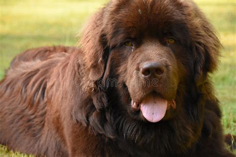 What Is The Largest Newfoundland Dog