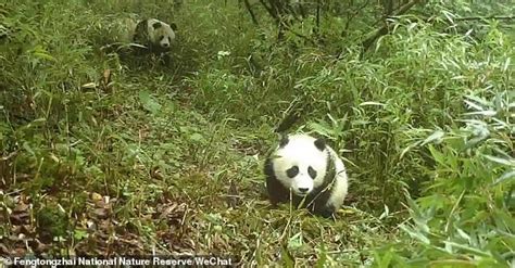 Giant Panda Rare Footage Shows A Wild Cub Roaming The Bamboo Forest