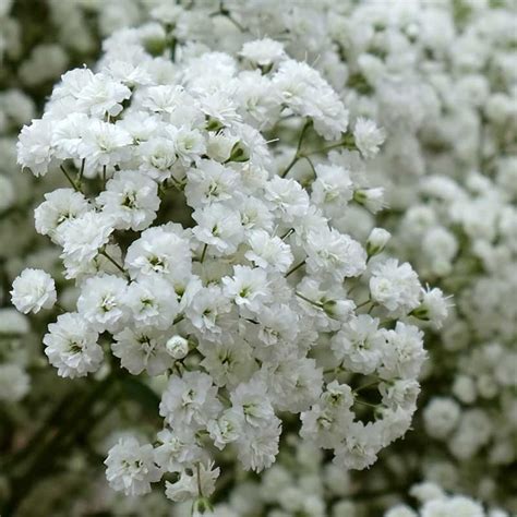 Gypsophila Excellence Baby S Breath Flowers For Florist