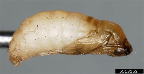 Chinese Chive Maggot Bradysia Odoriphaga