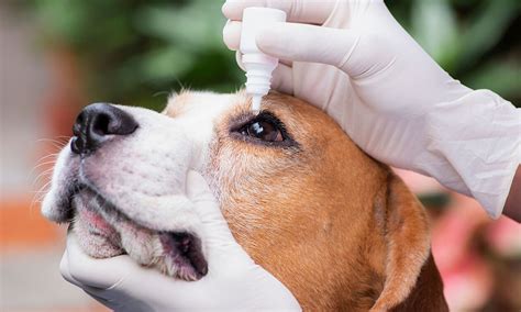 What Is Cherry Eye In Dogs Zoetis Petcare