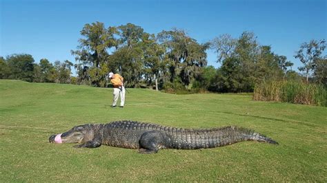 1 Eyed Alligator Named After Happy Gilmore Character Caught On Texas