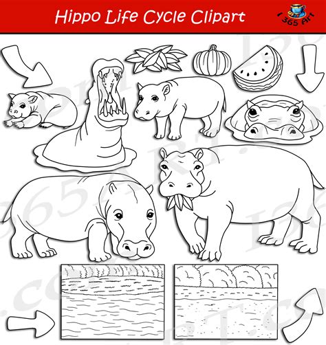 Hippo Life Cycle Clipart Set Download Clipart 4 School