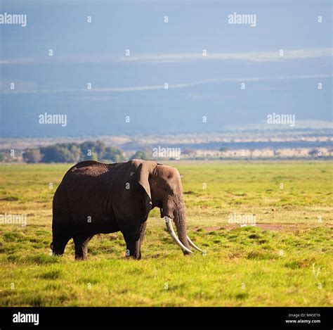 Kenya Elephant High Resolution Stock Photography And Images Alamy