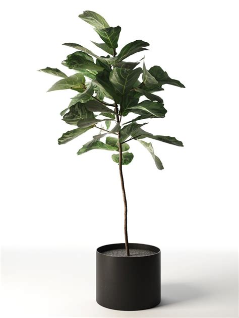 Today i'm showing you this plants that are growing in pots. 3D asset Ficus in Woven Seagrass Basket VR low | CGTrader